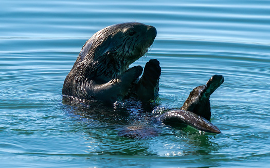 Sea Otters holding each other while relaxing