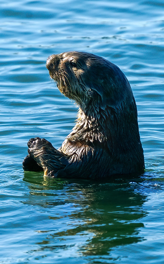 Wild sea otter (Enhydra lutris) mother and her baby, floating in the bay.