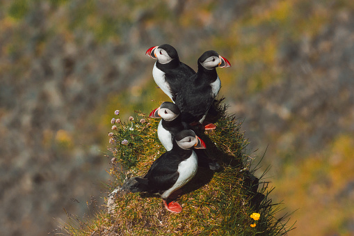 puffins on the cliff