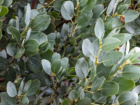 Leaves of a manzanita shrub in the San Gabriel Mountains, Los Angeles County, California