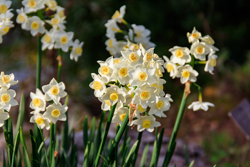 Narcissus tazetta (paperwhite, bunch-flowered narcissus, bunch-flowered daffodil, Chinese sacred lily, cream narcissus, joss flower, polyanthus narcissus)