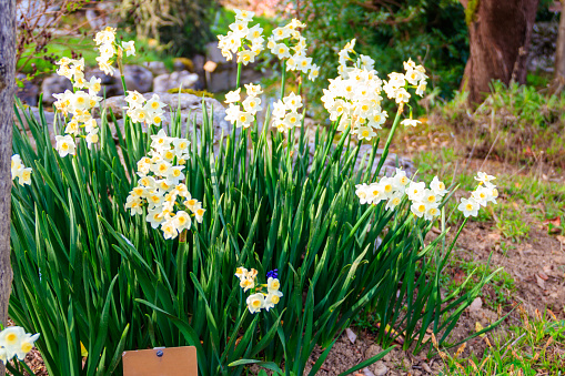 Narcissus tazetta (paperwhite, bunch-flowered narcissus, bunch-flowered daffodil, Chinese sacred lily, cream narcissus, joss flower, polyanthus narcissus)