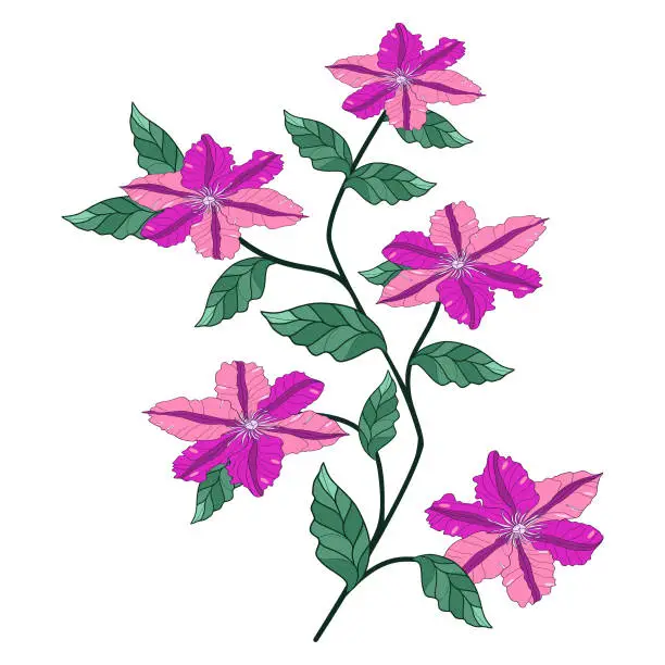 Vector illustration of Clematis flowers vector illustration