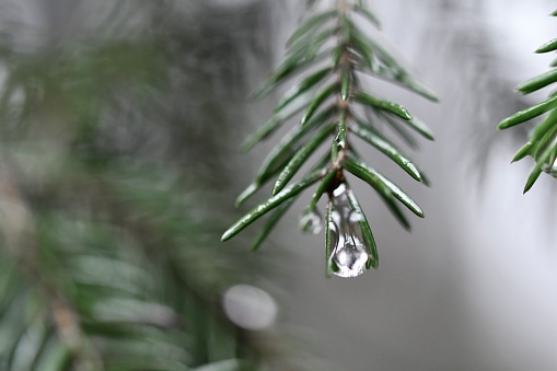 Closeup macro of water drops on pine tree branches and needles