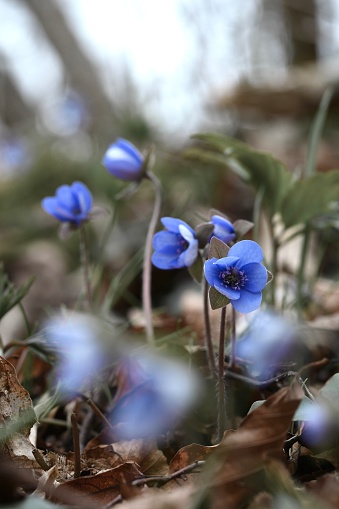 Closeup macro of blue anemone hepatica flowers during spring
