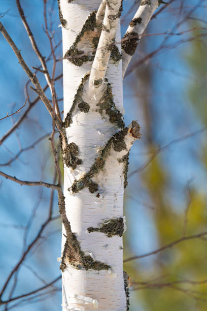istock spring forest, birch grove without leaves in April against a blue sky 2056473403