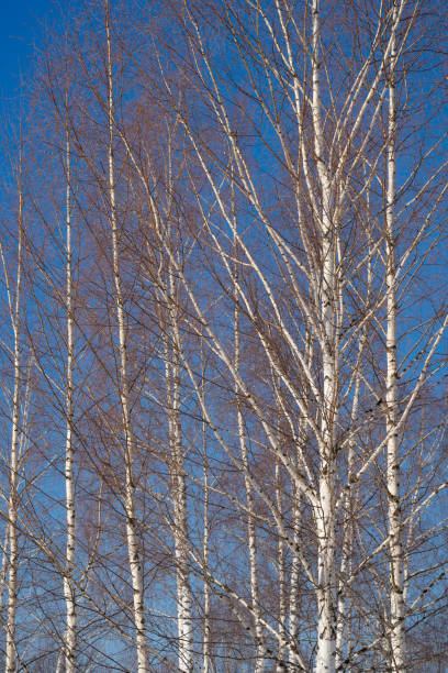 istock spring forest, birch grove without leaves in April against a blue sky 2056473404