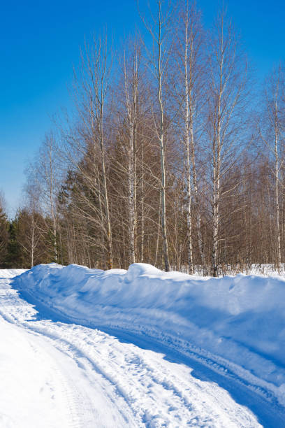 winter forest after a snowfall, sunny day, trees in the snow