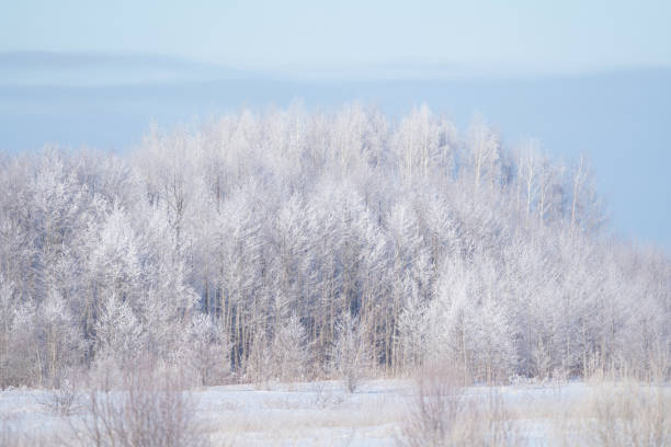 istock winter forest after a snowfall, sunny day, trees in the snow 2056474978