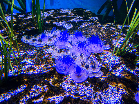 Aquarium with colourful jellyfish and plants. Underwater world at Toronto aquarium, Canada.