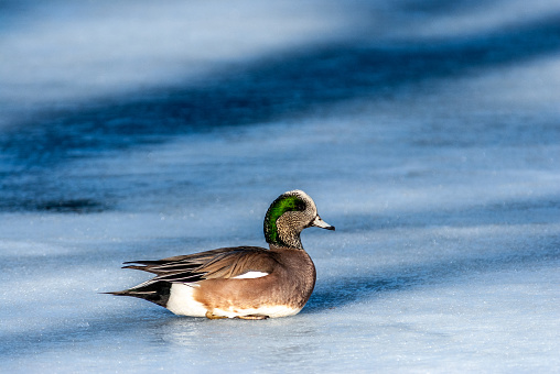 The American Wigeon (Mareca americana), also called a baldpate, is a medium sized dabbling duck found in North America. The breeding male, or drake, has a mask of green feathers around its eyes and a cream-colored stripe running from the top of its head to its bill.  The hens are much less distinctive with gray and brown plumage. Both males and females have a pale blue bill with a black tip, a white belly, and gray legs and feet. It nests on the ground, under cover and near water, laying 6–12 creamy white eggs. The American Wigeon is migratory, breeding in all of North America except the extreme far north.  Wintering areas include the Central Valley of California, Washington’s Puget Sound, the Texas Panhandle and the Gulf Coast of Louisiana.  This male American Wigeon was photographed while sitting on the ice at Walnut Canyon Lakes in Flagstaff, Arizona, USA.