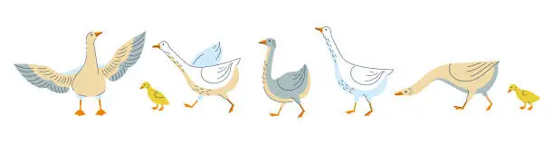 Vector illustration of Set of cute geese or ducks in different poses and colors.