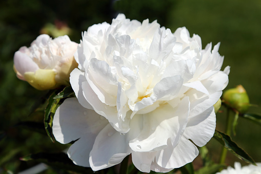 Die Schneerose oder Christrose blüht im Frühjahr im Salzkammergut (Oberösterreich, Österreich) - Snow rose or Christmas rose blooms in spring in the Salzkammergut (Upper Austria, Austria)