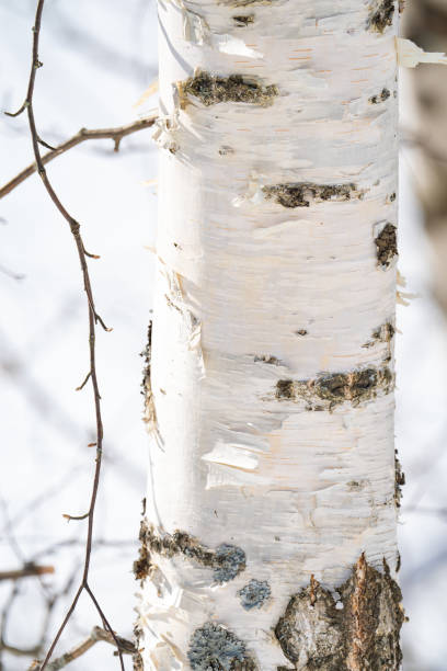 istock spring forest, birch grove without leaves in April against a blue sky 2056501540