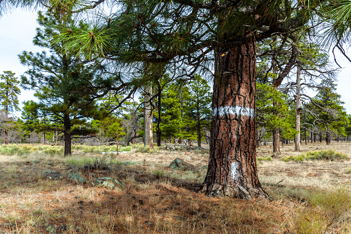 The National Forest Service paints rings around trees to indicate something significant about the immediate area.  In this case the white ring signifies an area of cultural or archaeological significance. In regions with a rich history of human occupation, such as the American Southwest, white rings around trees can mark the boundaries of archaeological sites or areas of cultural importance. These markings could help to protect sensitive areas from disturbance and raise awareness about the significance of the cultural heritage in the region.  This Ponderosa Pine marked by a white ring was photographed by the Arizona Trail in the Coconino National Forest near Flagstaff, Arizona, USA.