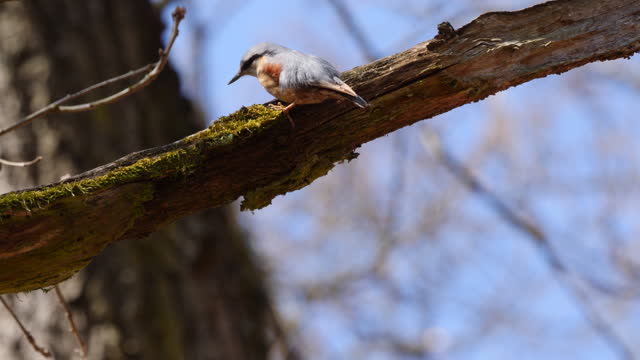 Eurasian nuthatch bird preening feathers and feeding with insects