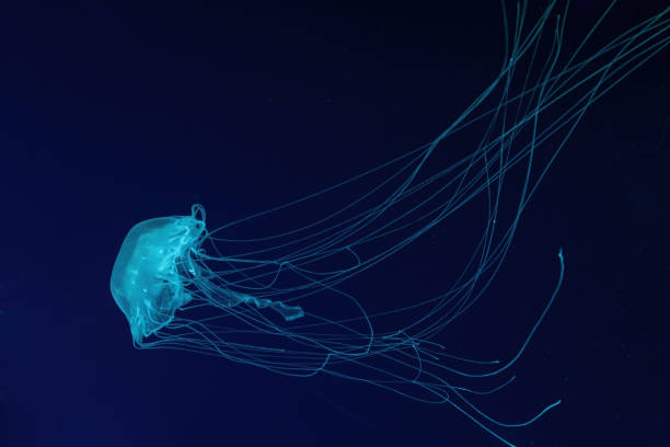 istock One fluorescent jellyfish swimming underwater aquarium pool with blue neon light 2056521611