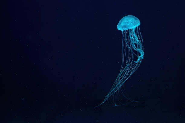 istock One fluorescent jellyfish swimming underwater aquarium pool with blue neon light 2056521614