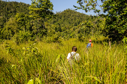 Morowali Nature Reserve, Sulawesi - oct 24,2009: a group of hikers advances in the high grass towards the village of Kayupoli and Wana tribe in the central area of the Morowali Nature Reserve