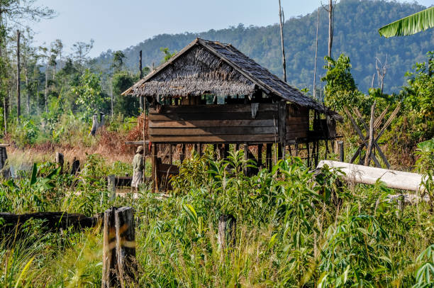 Morowali Nature Reserve, Sulawesi, Indonesia - oct 25, 2009: Wana hut on stilts  among the tall grass of the Morowali Reserve