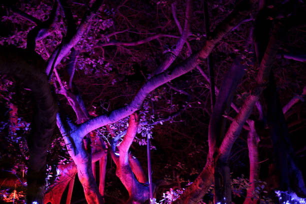 istock Night photo tree lit with purple and pink neon lights 2056534579