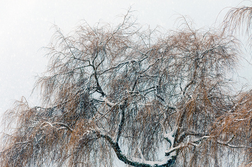 A Weeping Willow tree droops its branches with blue sky above.