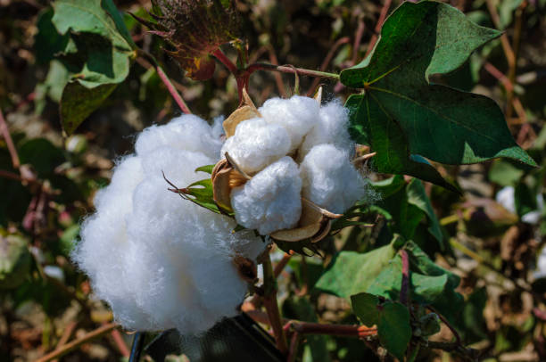 Close-up of cotton bolls on a cotton plant growing on a California central valley farm.