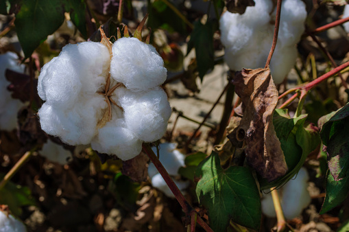 Close-up of cotton bolls on a cotton plant growing on a California central valley farm.