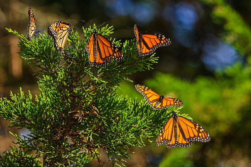 Monarch butterfly (Danaus plexippus) resting on a tree branch, in their winter nesting area.\n\nTaken in Santa Cruz, California, USA