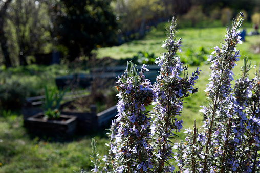 A rosemary plant in bloom in a vegetable garden, spring concept. HQ photo.