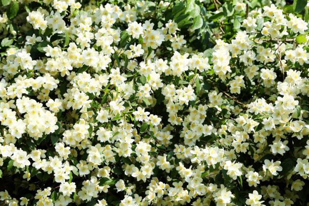 istock Philadelphus coronarius - European pipe bush 2056556074