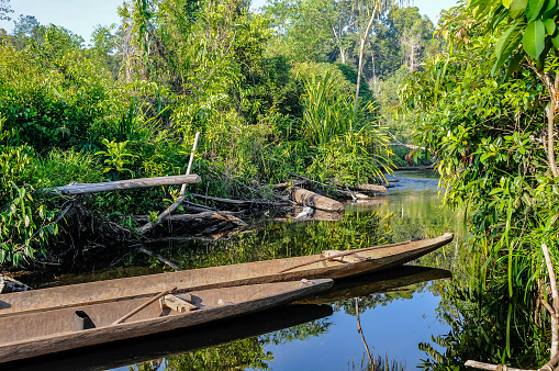 Morowali Nature Reserve, Sulawesi, Indonesia - oct 26, 2009: wooden dugout canoes moored along a river near a Wana village in the Morowali Nature Reserve