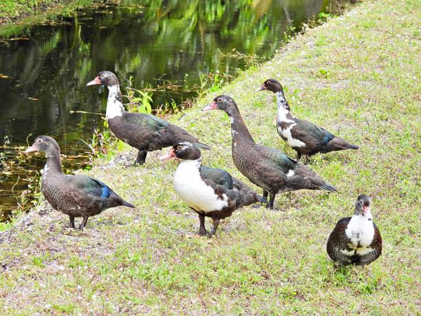 istock Muscovy Ducks (Cairina moschata) - resting near a canal 2056559197