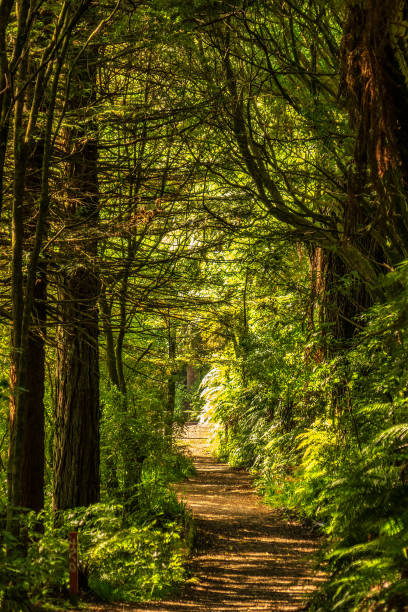 Pathway leading  through lush native bush and tree ferns at Lake Managamahoe in Taranaki