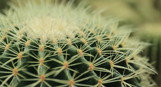 Green Cactus with Sharp Spikes