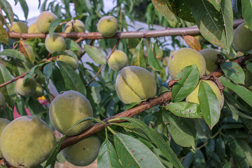 organic , green peaches in my orchard