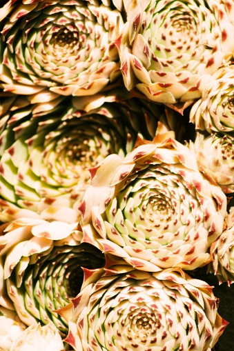Close-up of beautiful Succulent plants or Echeveria for a background, lit by the sunlight.