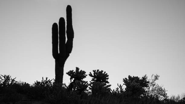 istock Saguaro and cholla cactus silhouettes at sunrise 2056617702