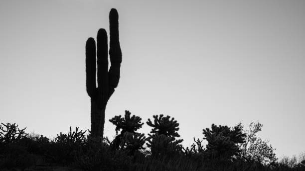 Saguaro and cholla cactus silhouettes at sunrise stock photo