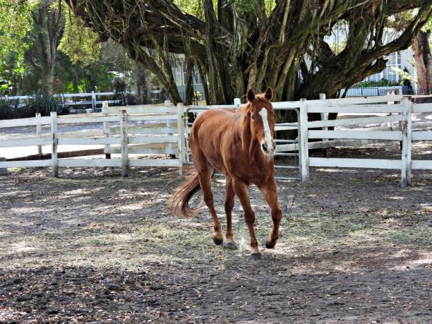 Horse (Equus ferus caballus) - walking in the corral Horse - profile corral stock pictures, royalty-free photos & images