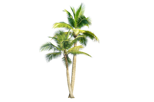isolated palm