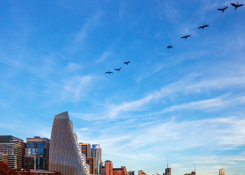 Austin, Texas, USA - City skyline. Migrating birds flying over.