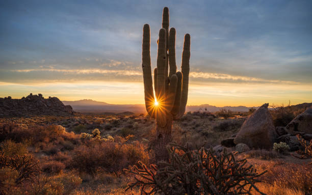 istock Saguaro sunrise in the majestic McDowell Mountains 2056686729