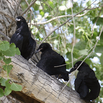 Three Common Raven's (corvus corax) perched on big tree branch