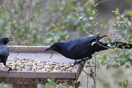 Great-tailed Grackle (male) (quiscalus mexicanus) eating from a platform birdfeeder