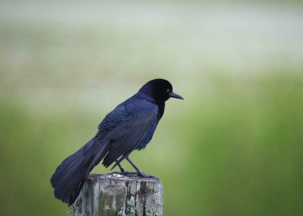 Boat-tailed Grackle (male) (quiscalus major) perched on a wooden fence post