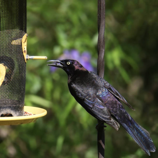 Male common grackle on rock in spring, New England