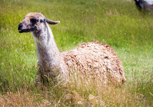 istock Cream Llama Resting in Natural Grassland Setting 2056735773