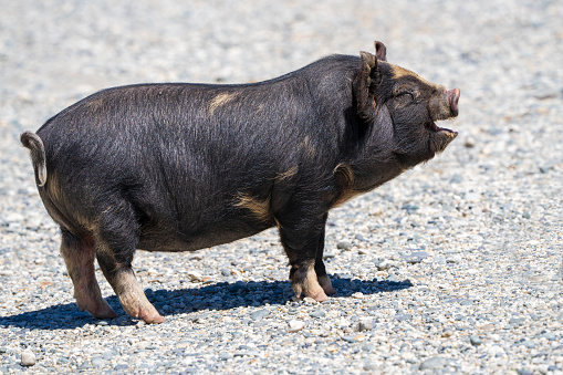 A black pot-bellied pig stands on a gravel path, mouth open as if mid-oink, with sunlight highlighting its coat