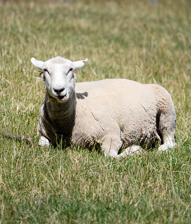 A shorn sheep with a woolly body and smiling face lies on sunlit grass, looking directly at the camera.